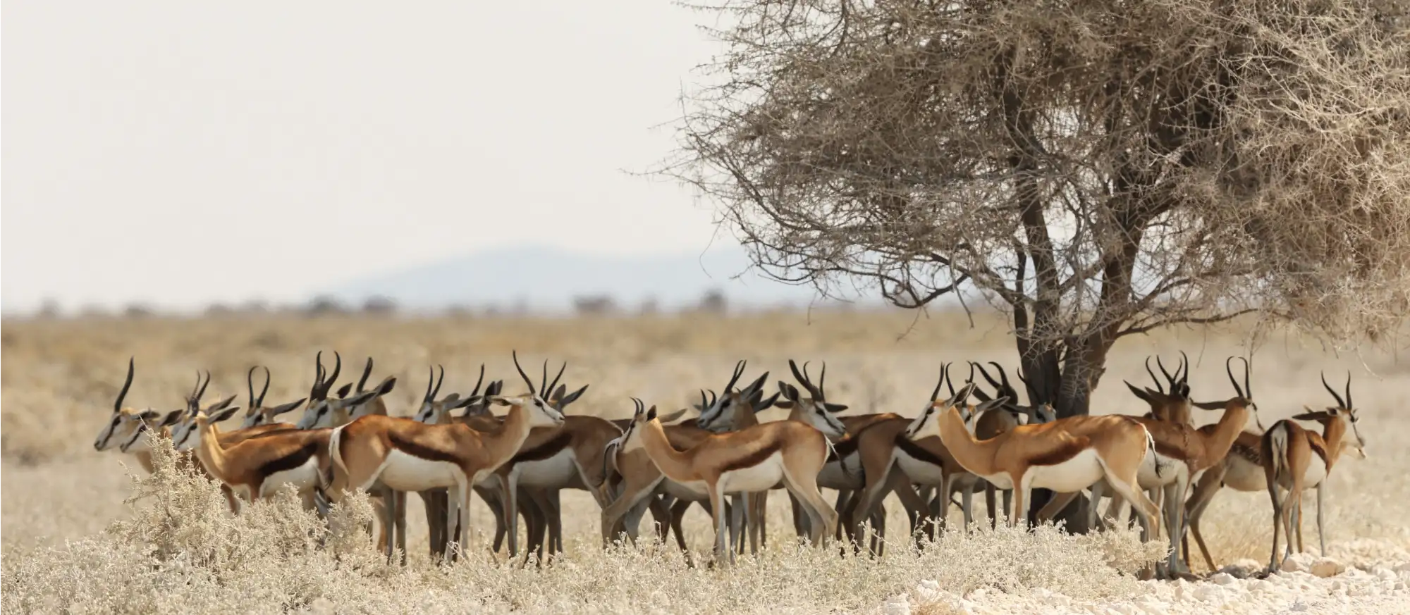 Safari landscape — insights for modern tour operators