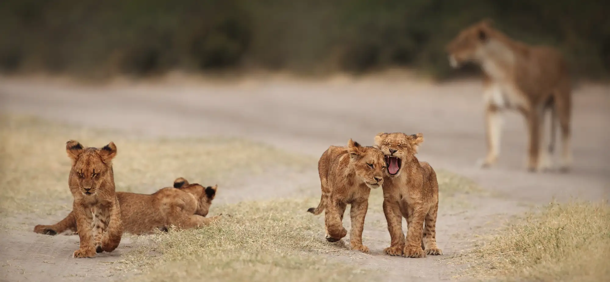 Book a MauzoSync demo — safari CRM and operations