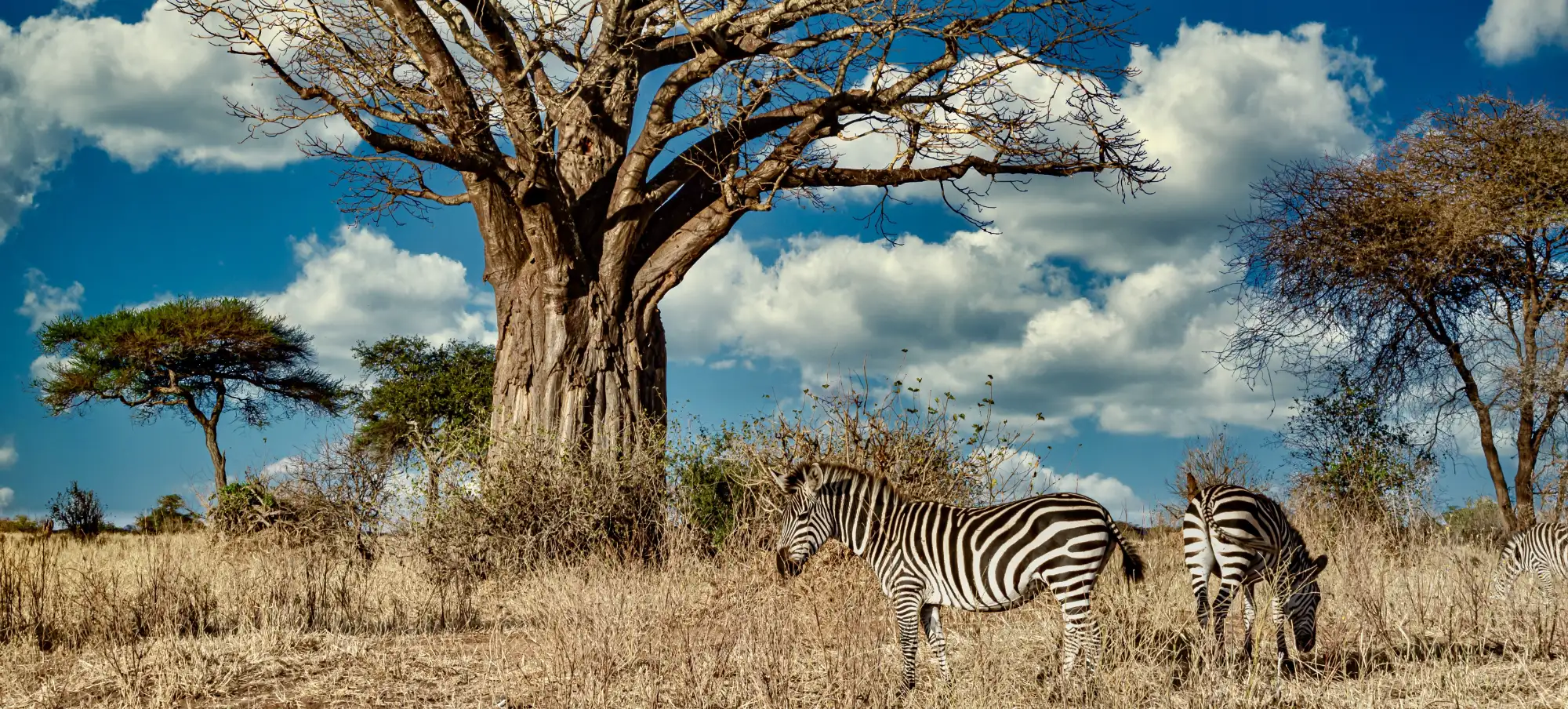 Safari booking management background