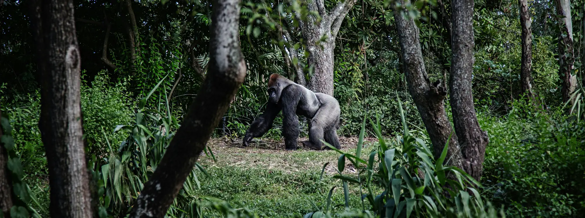 Safari booking management background