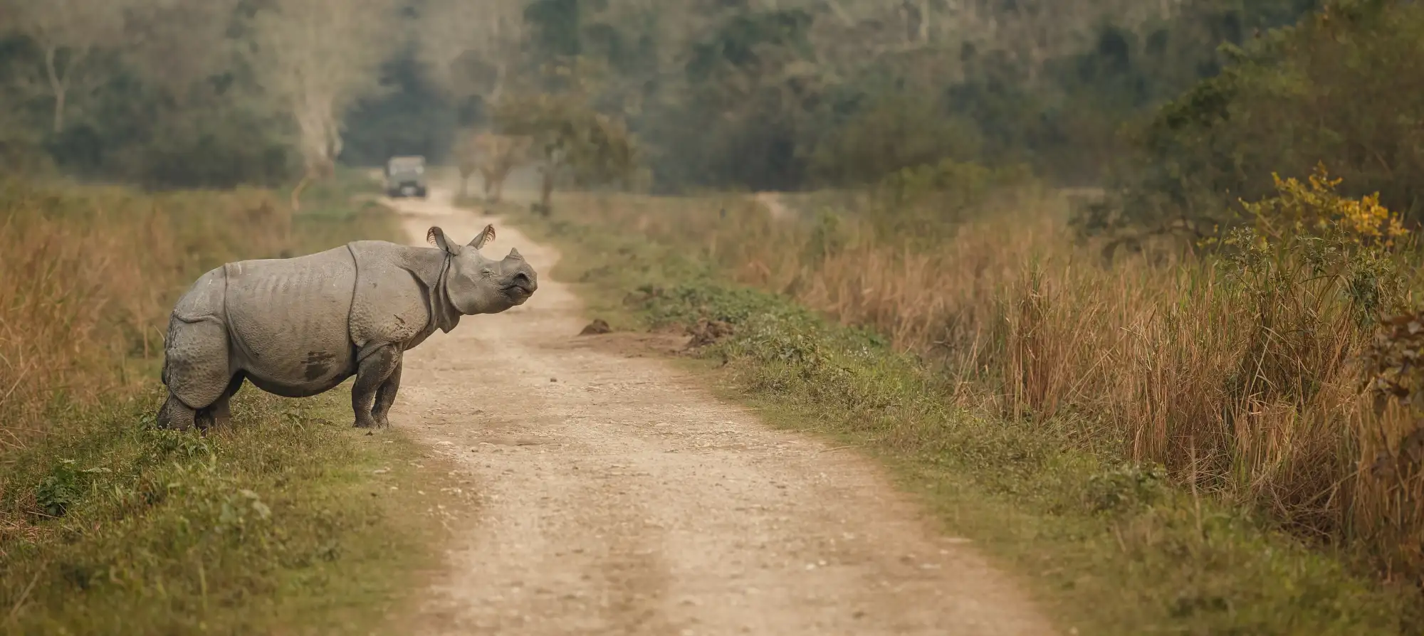 Safari booking management background