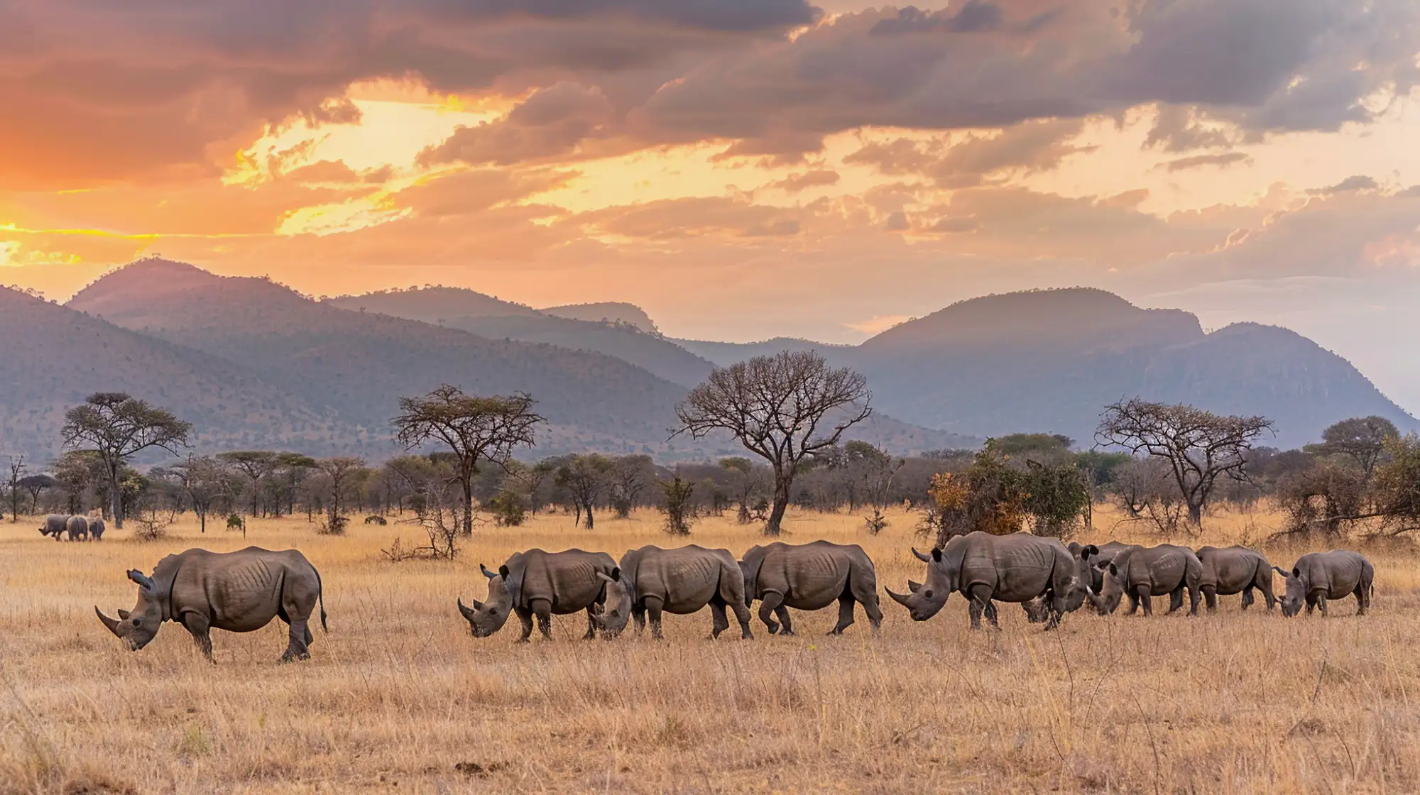 Safari booking management background
