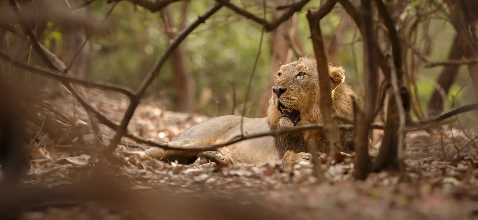 White label safari operations — your platform, your brand